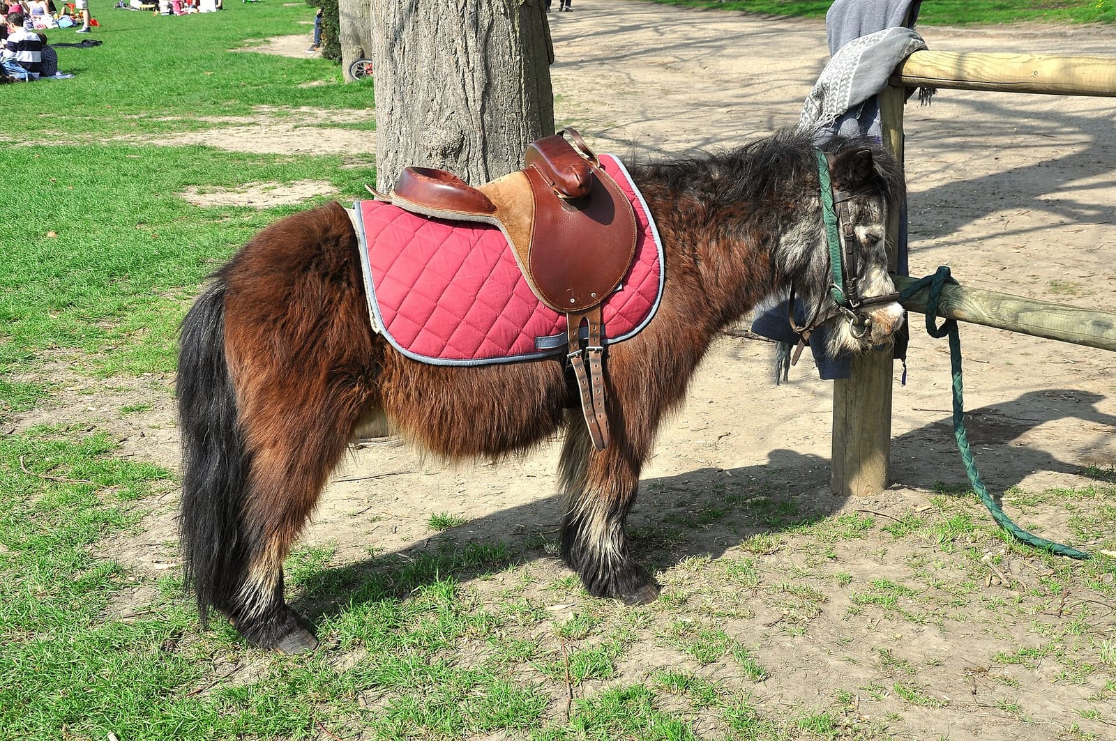Pony Ride