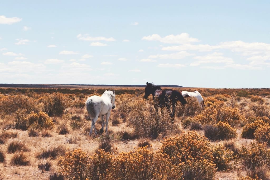 5 Desert Rides
