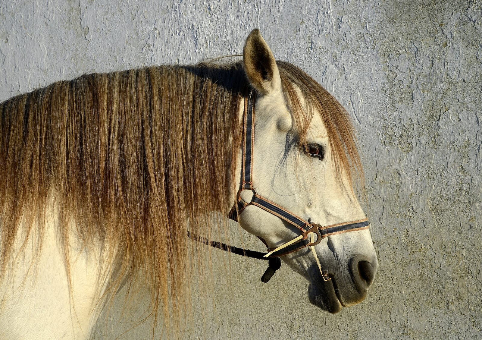 Our Horses
