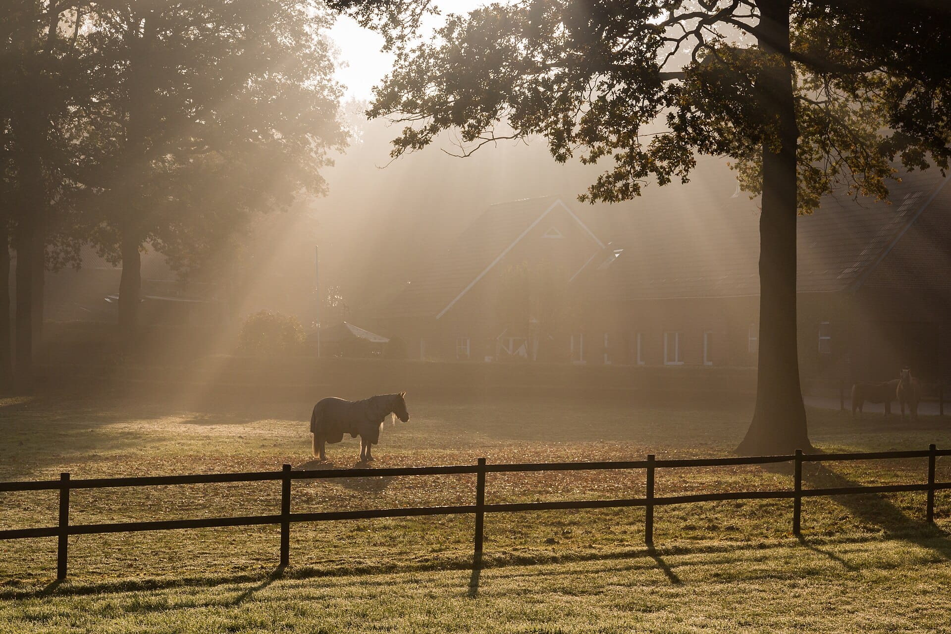 Horses first