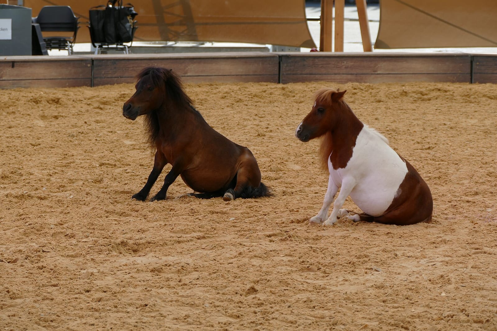 Pony Club Clinic